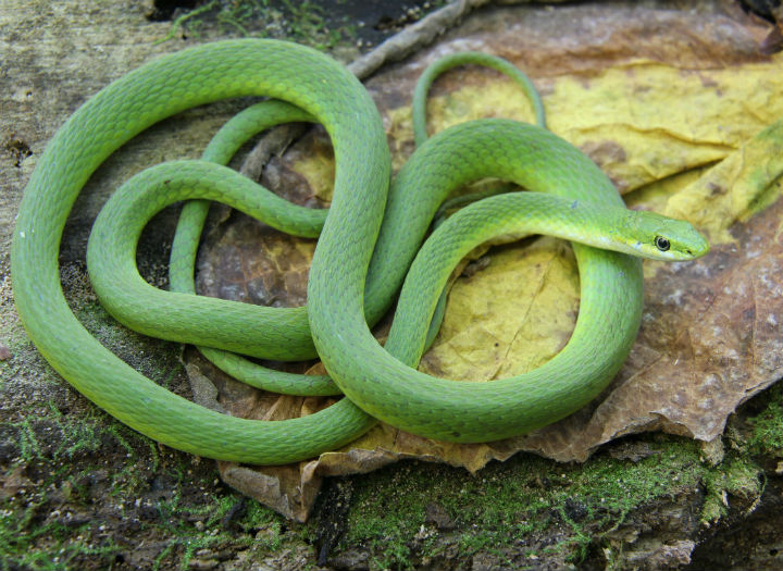 Rough Green Snake